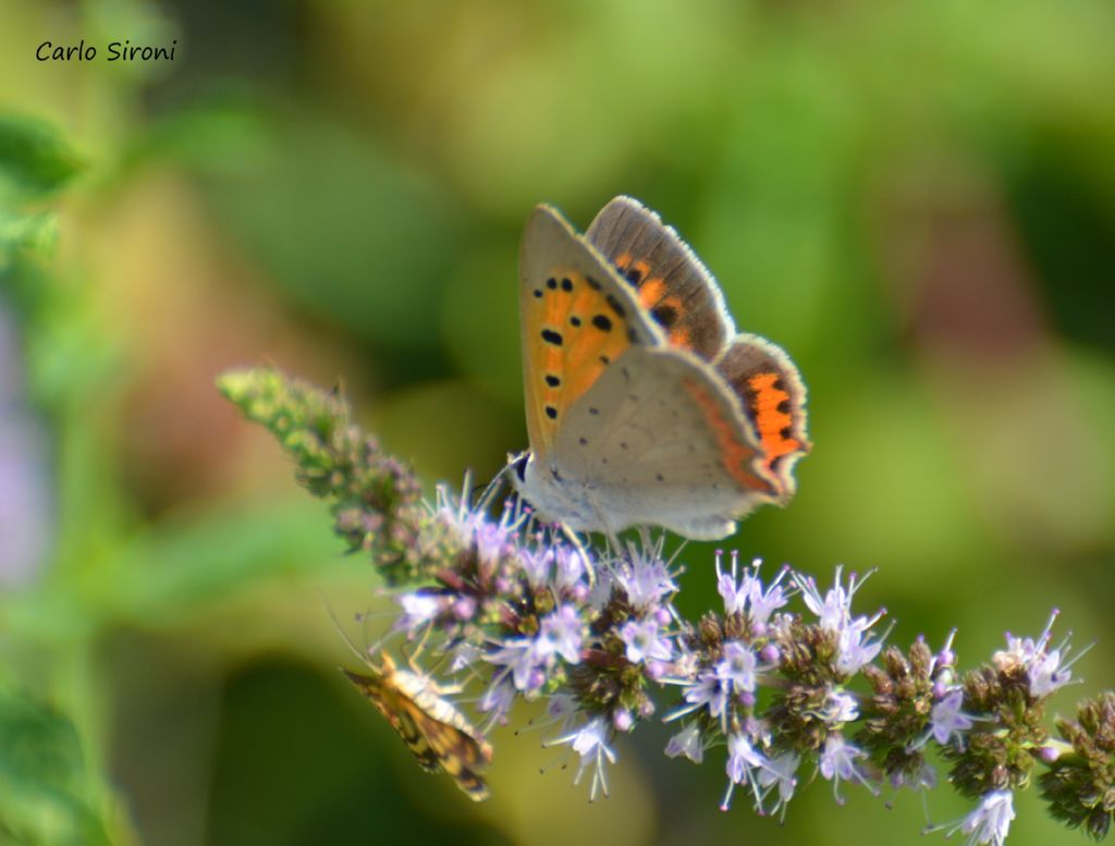 Farfalla - Lycaena phlaeas